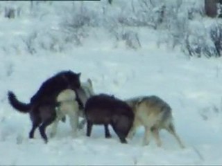5 - Mamiferos - Grandes Cazadores
