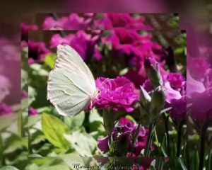 Birds and Butterflies