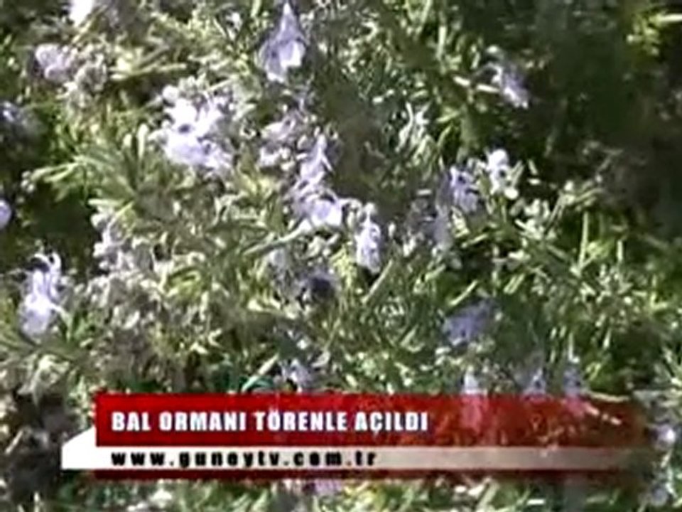 Bal Ormanı - HABER