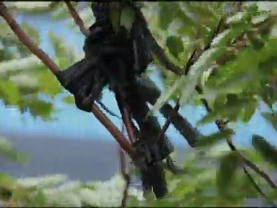 Kardeş Türküler - Bahçada Yeşil Çınar (Nanay) - Gazel