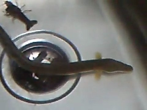 anguilas-yilan baligi