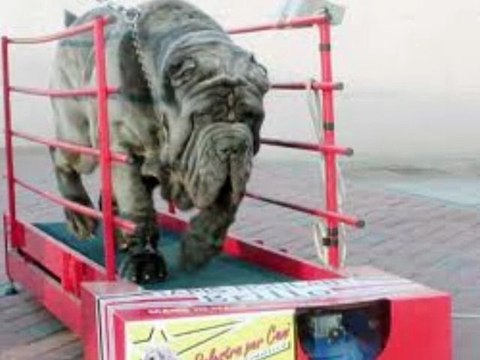 Mâtin de Naples chers parents