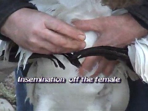 artificial insemination off the Siberian Crane by Harry Geurts c2012 Belgium
