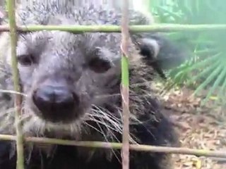 Άγρια ζώα και οι αντιδράσεις τους στον καθρέφτη.