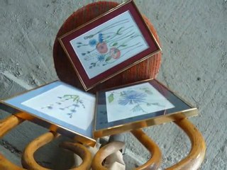 kolekcja na skraju drogi Cykoria Podróżnik