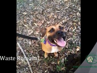 Advanced Pet Sitting Brisbane