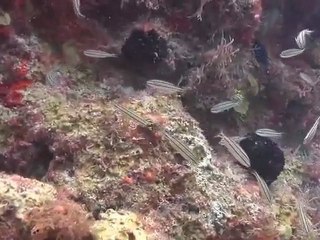 Ocean Planet – Greenpeace on Tortuga reefs