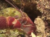 Scuba Diving New & Hot - Lobster Shrimp