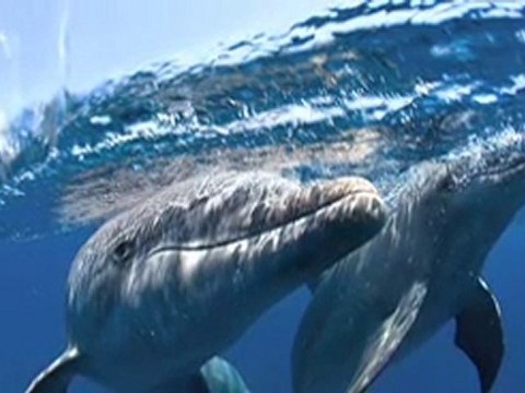 Encounters: UNEXSO dolphin diving
