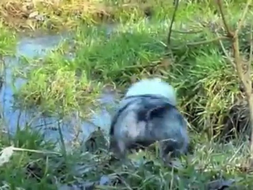 Abby, berger australien miniature à son arrivée en France