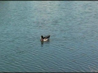 Montpellier Découverte 7 : Les Etangs