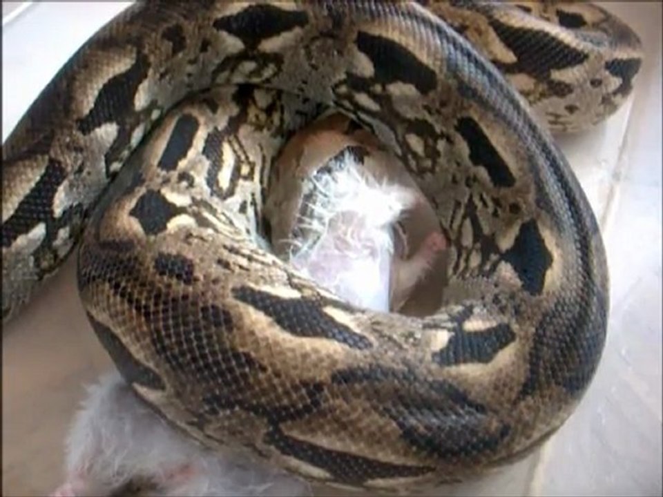 Nourrissage de mes serpents après l'hibernation de 2012