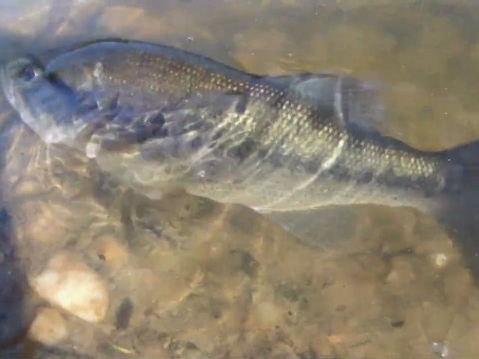 Peche aux leurres des carnassiers 2011