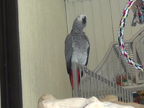 Tsuki : Nos chevaux sont les meilleurs!