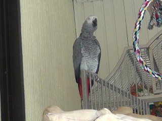 Tsuki : "Nos chevaux sont les meilleurs!"