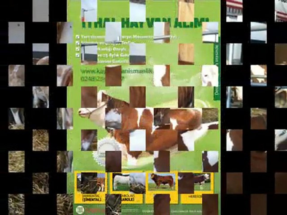 AVRUPADAN İTHAL GEBE DÜVE www.kayalardanismanlik.com