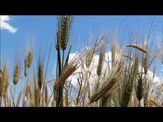 Özlem Büyük - Gidiyorum Arguvandan (2011)