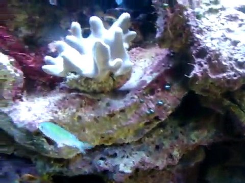Une autre vidéo de mon aquarium eau de mer
