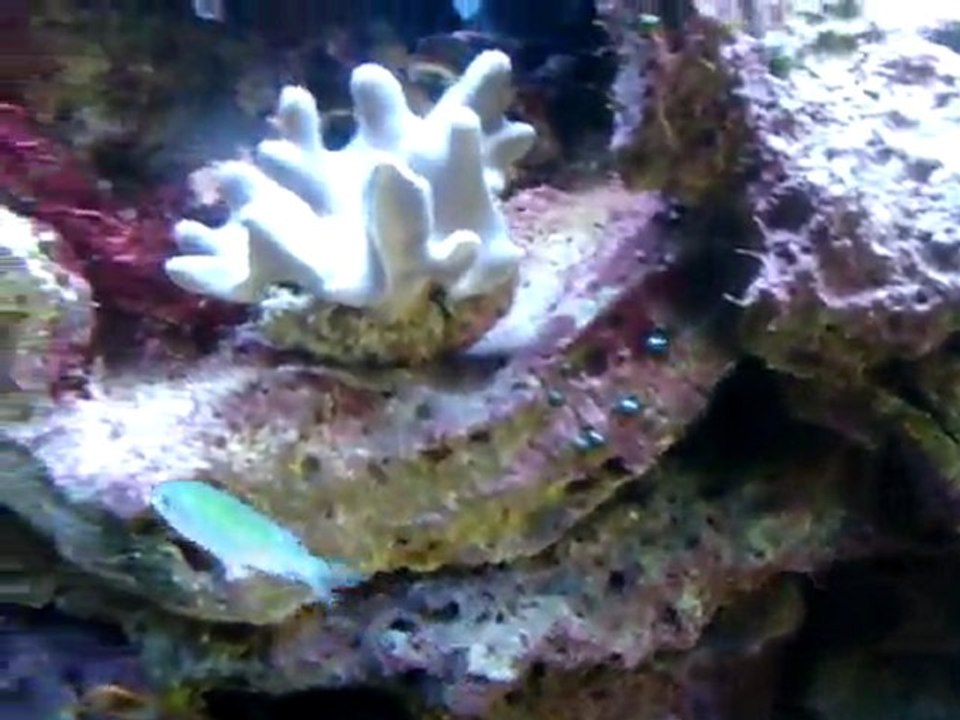 Une autre vidéo de mon aquarium eau de mer