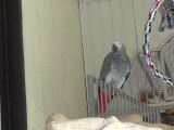 ça va tout petit perroquet à maman ?