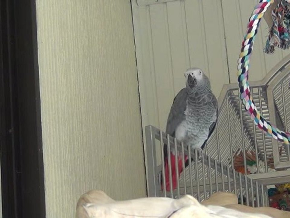 ça va tout petit perroquet à maman ?