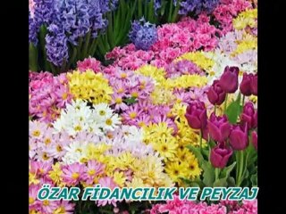ÖZAR FİDANCILIK VE PEYZAJ