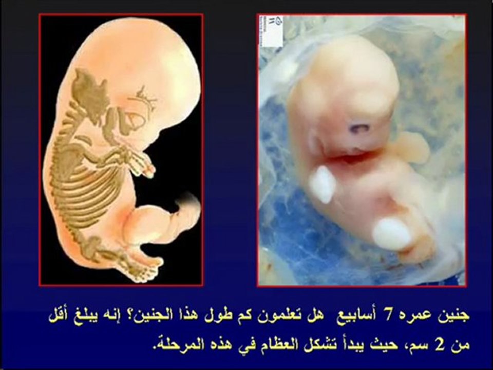 معجزات في القرآن الكريم تثبت نبوة الرسول صلى الله عليه وسلم