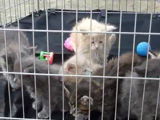 1° sortie des chatons Falésia 24-3-12