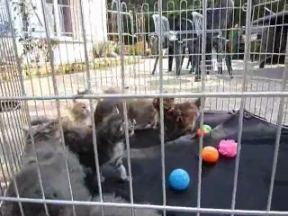 Chatons Falésia 24-3-12