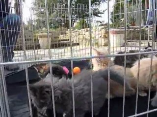 Chatons de Falésia 24-3-12