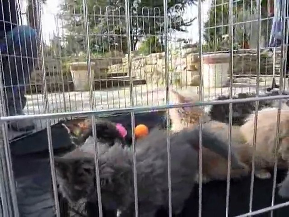 Chatons de Falésia 24-3-12