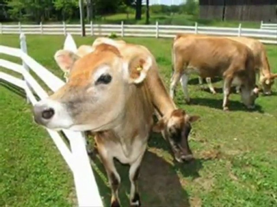 AVRUPADAN İTHAL GEBE DÜVE www.kayalardanismanlik.com  (0248) 2341177