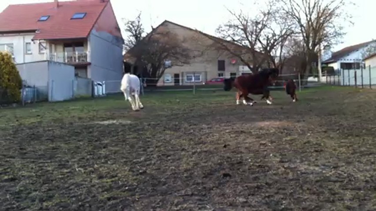 Les dadoux !