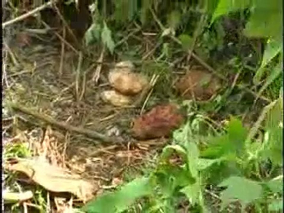 Horreur à Kolwezi : quand la justice populaire se fait justice (vidéo)