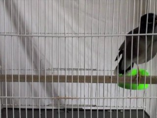 بخشی از افاضات مرغ مینای من ۱