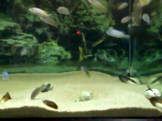 Afra cobue Jalo Reef