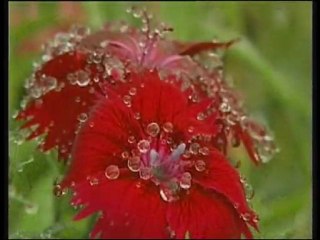 Yolcular - Sultanım İllallah