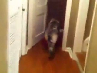 Dog Punishes Himself