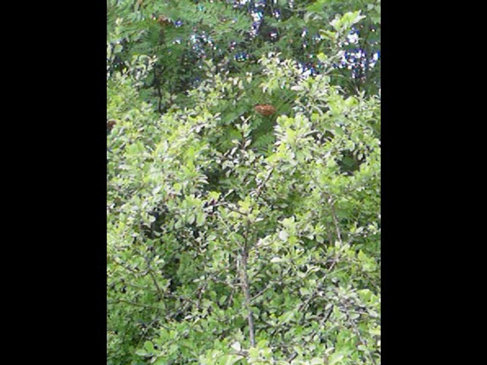 Phoenix Greenways - The Phoenix rises from the ashes of a bygone industry