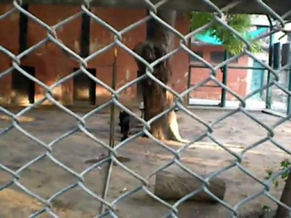 jaipur zoo 2