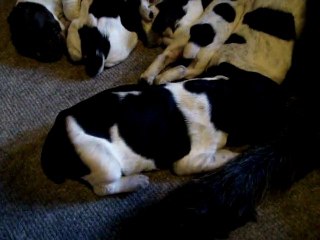 LES BEBES DRATHAARS 24 MARS 2012