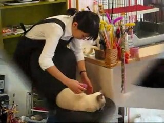 Cat Cafe Calico - Kichijoji, Tokyo