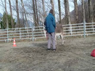 Mes ânes, Merlin les déplacements.