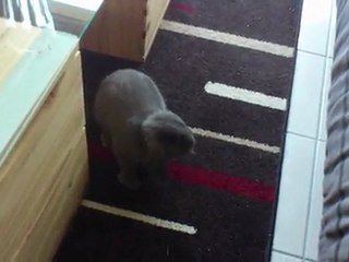 Yoshi! - Moment de folie (enfin comme d'hab quoi...)