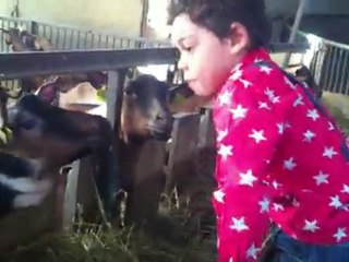 Kewan dans la chèvrerie