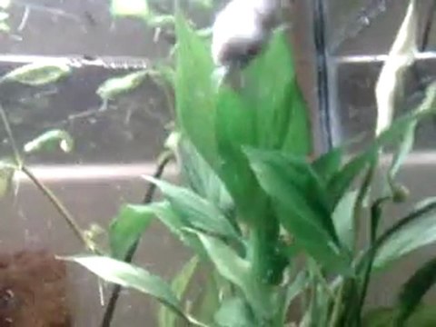 Molly Velifera Grise Pleine (En Gestation) En Aquarium