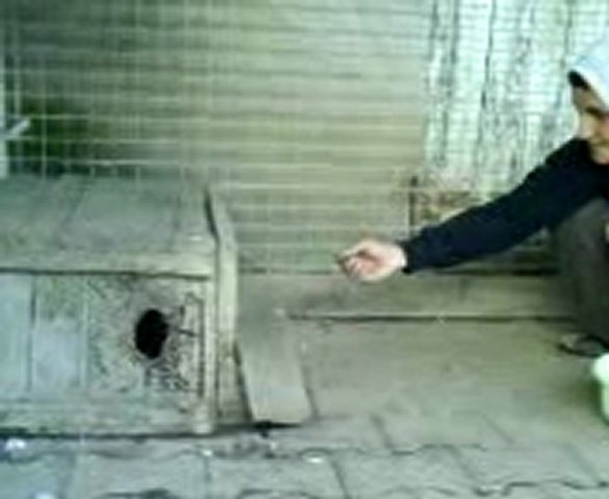 renard mangeant dans la main