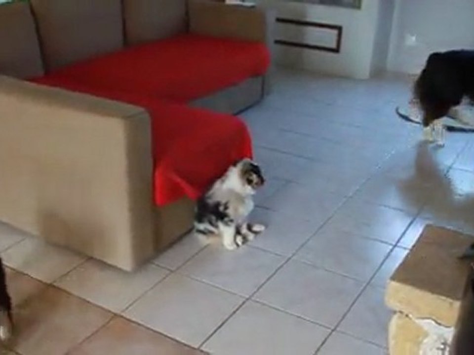 Bébés Djune/Kiss 7 semaines