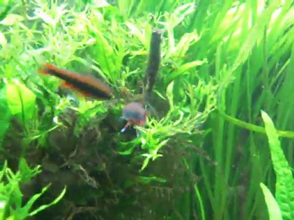 Nannostomus beckfordi mâles parades