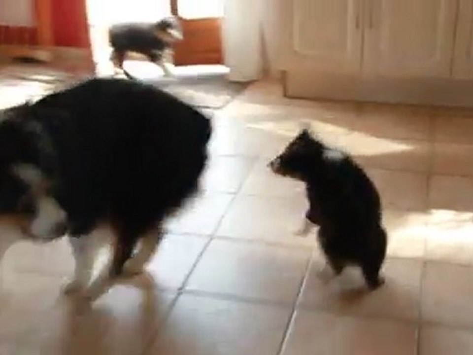 Bébés Djune/Kiss 7 semaines 1